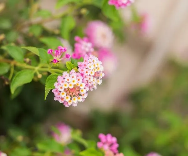 Ferienhaus Torrevieja Casa vacanze *